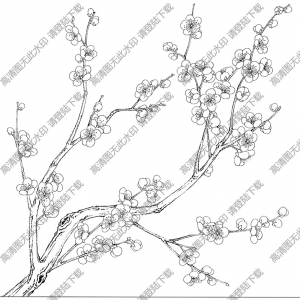 梅花線描畫(huà)底稿26高清大圖下載